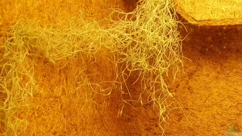 Dekoration im Aquarium Becken 15512 von Yogybär (12)