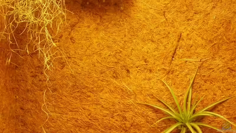 Dekoration im Aquarium Becken 15512 von Yogybär (13)