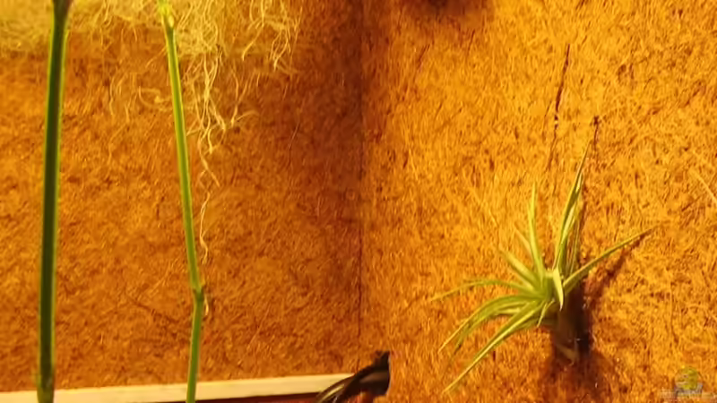 Dekoration im Aquarium Becken 15512 von Yogybär (14)