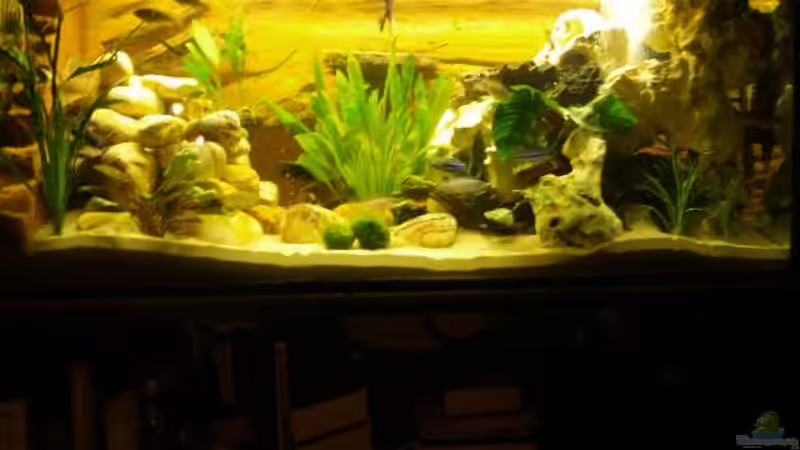 Dekoration im Aquarium Becken 1556 von Kevin Lange (3)