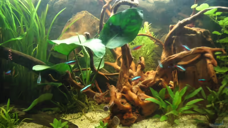 Dekoration im Aquarium Becken 15647 von svr (2)