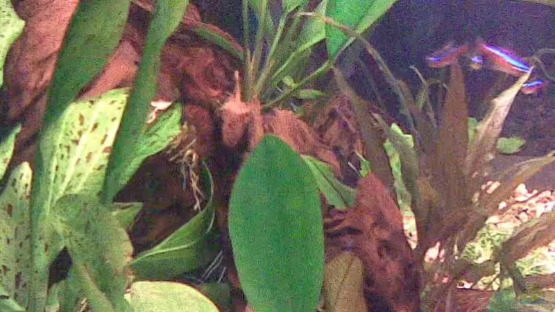 Dekoration im Aquarium Becken 15724 von 19maxi96 (10)