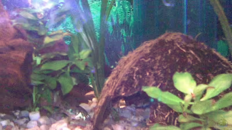 Dekoration im Aquarium Becken 15724 von 19maxi96 (9)