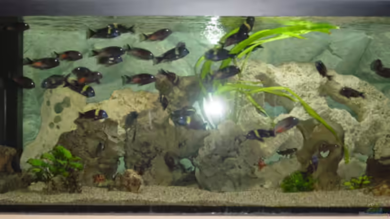 Dekoration im Aquarium Becken 1583 von Peter Estermann (4)