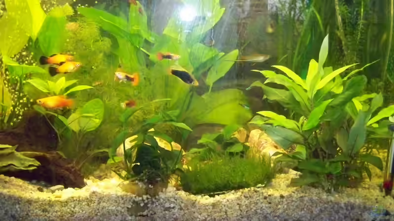 Dekoration im Aquarium Becken 15841 von Aly Jung (4)