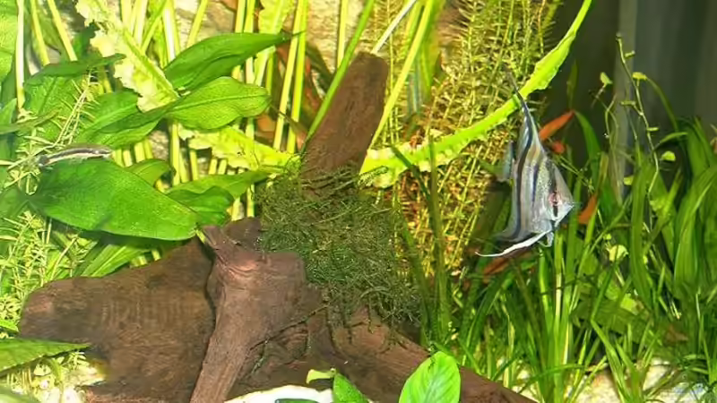 Dekoration im Aquarium Becken 1588 von Melody (4)