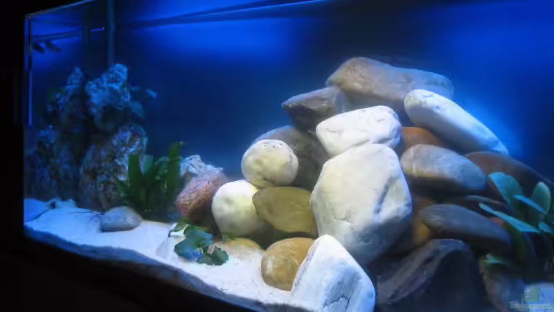 Dekoration im Aquarium Becken 15894 von SideShowBob (4)