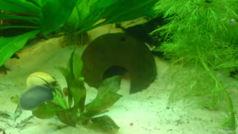 Dekoration im Aquarium Becken 15911 von Manuel Brandt (17)