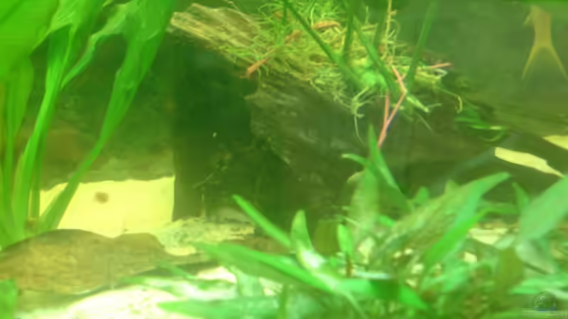 Dekoration im Aquarium Becken 15911 von Manuel Brandt (18)