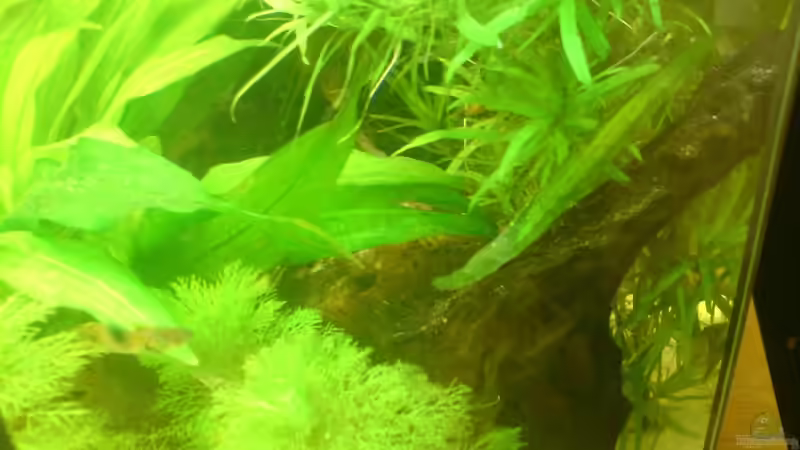 Dekoration im Aquarium Becken 15911 von Manuel Brandt (19)