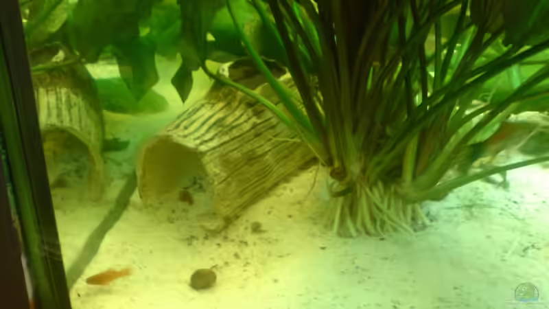 Dekoration im Aquarium Becken 15911 von Manuel Brandt (20)