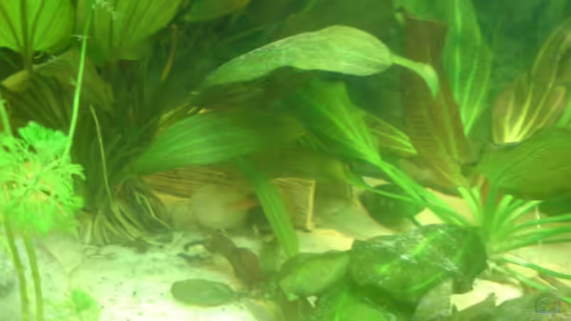 Dekoration im Aquarium Becken 15911 von Manuel Brandt (21)