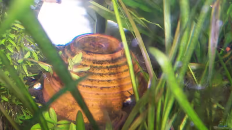 Dekoration im Aquarium Becken 1602 von my-fish (5)