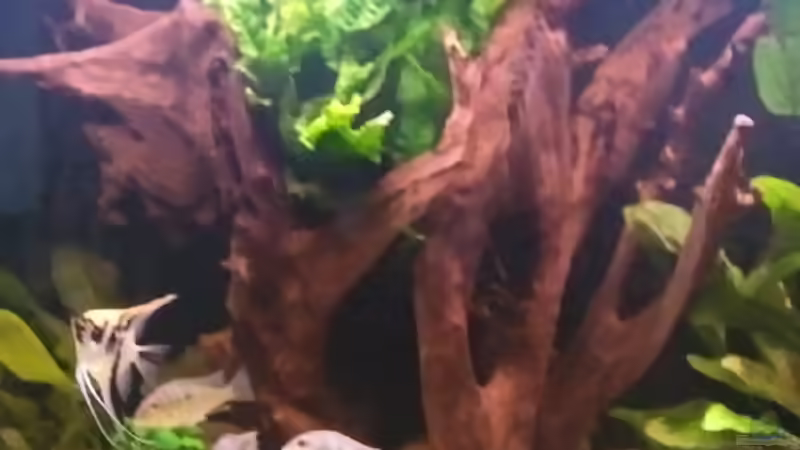 Dekoration im Aquarium Becken 16025 von Hoase (7)