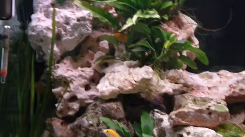 Dekoration im Aquarium Becken 16030 von icke68 (10)