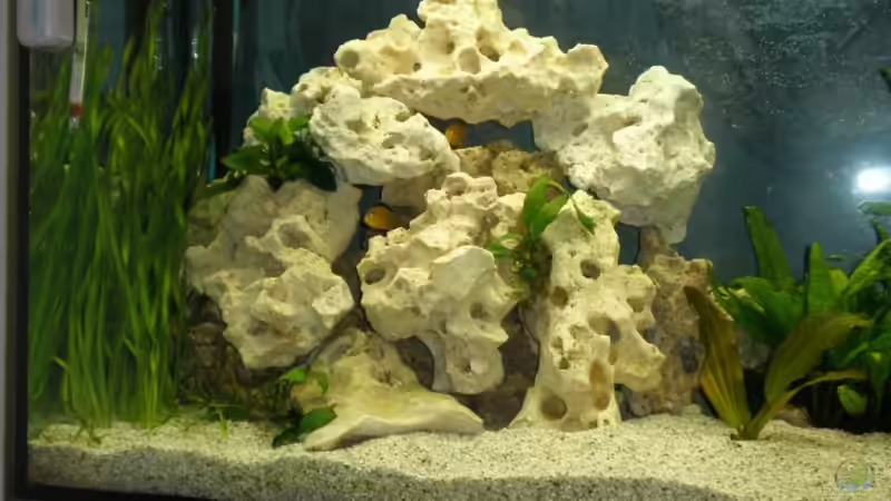 Dekoration im Aquarium Becken 16030 von icke68 (11)