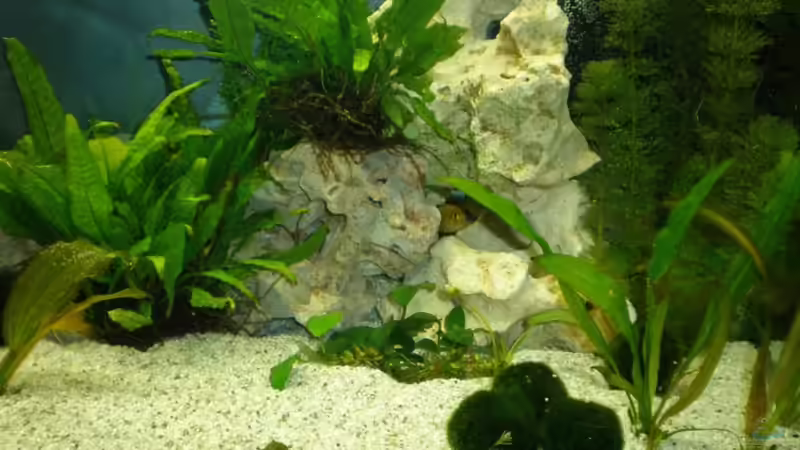 Dekoration im Aquarium Becken 16030 von icke68 (12)