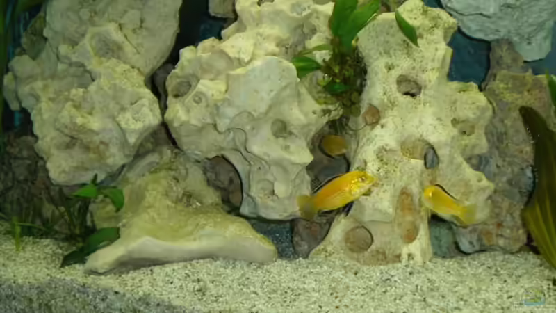 Dekoration im Aquarium Becken 16030 von icke68 (13)