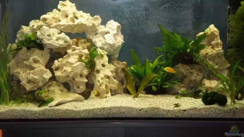 Dekoration im Aquarium Becken 16030 von icke68 (14)