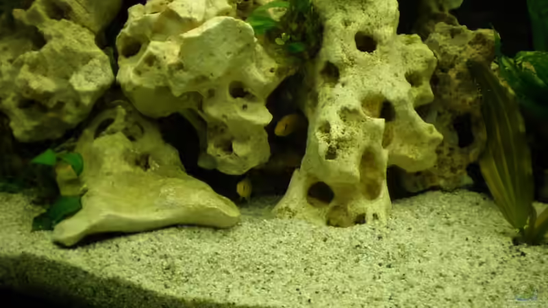 Dekoration im Aquarium Becken 16030 von icke68 (15)