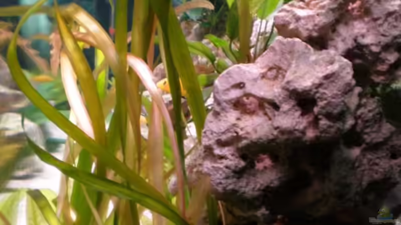 Dekoration im Aquarium Becken 16030 von icke68 (9)