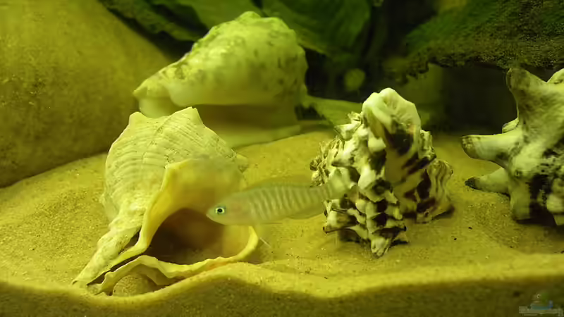 Dekoration im Aquarium Becken 16048 von Bazzi (28)