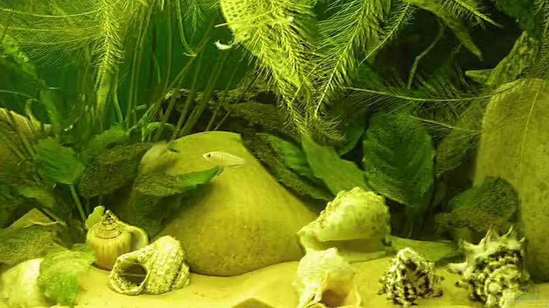 Dekoration im Aquarium Becken 16048 von Bazzi (29)