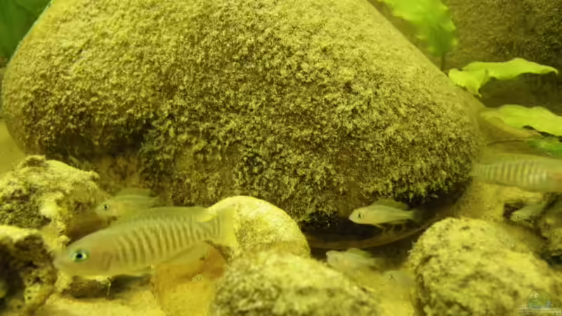 Dekoration im Aquarium Becken 16048 von Bazzi (37)