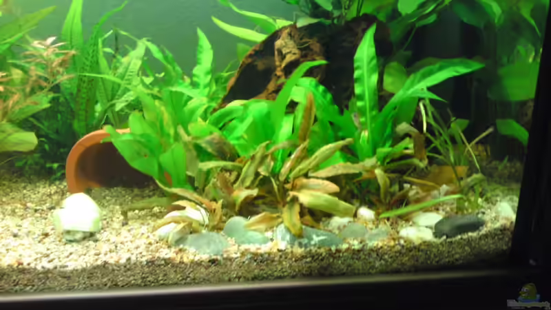 Dekoration im Aquarium Becken 16135 von Paul Kleinlein (3)