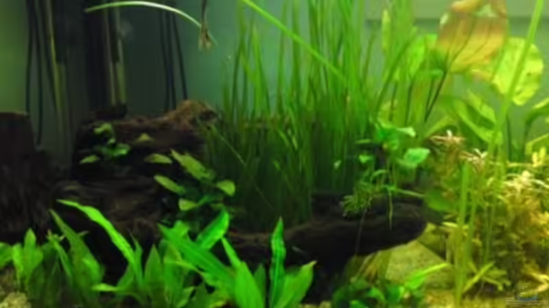 Dekoration im Aquarium Becken 16135 von Paul Kleinlein (4)