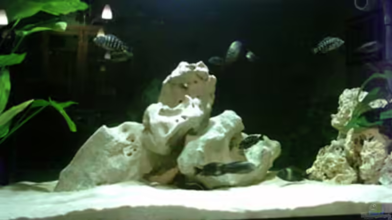 Dekoration im Aquarium Becken 1623 von Roland Weber (2)