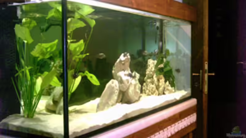 Dekoration im Aquarium Becken 1623 von Roland Weber (3)