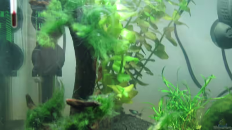 Dekoration im Aquarium Becken 16336 von Patrick Schuler (6)