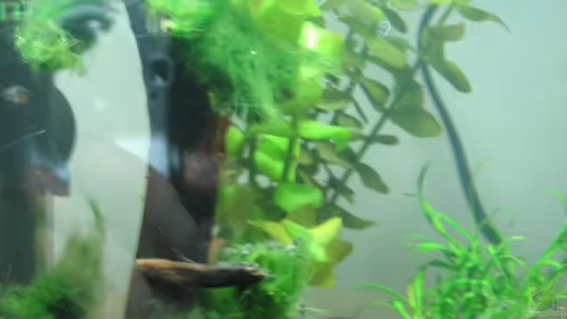 Dekoration im Aquarium Becken 16336 von Patrick Schuler (7)