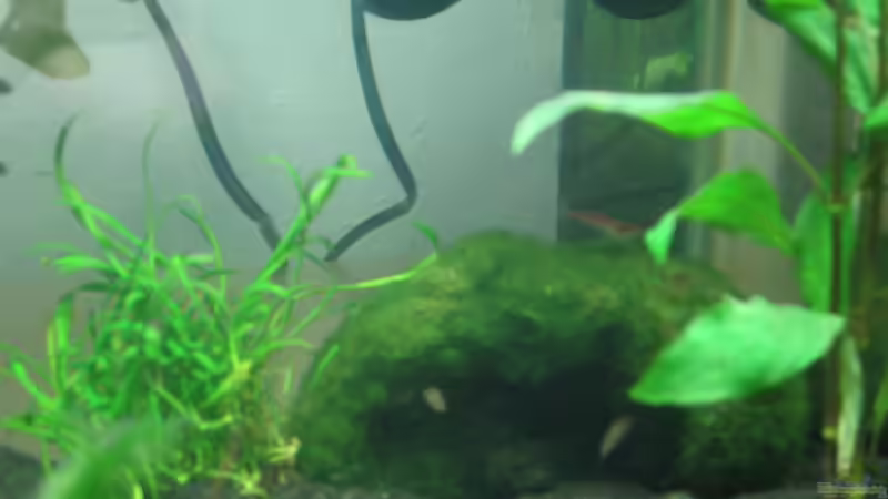 Dekoration im Aquarium Becken 16336 von Patrick Schuler (8)