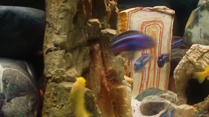 Dekoration im Aquarium Becken 16346 von HERZ 2 (6)