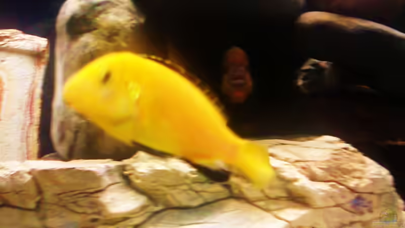 Dekoration im Aquarium Becken 16346 von HERZ 2 (7)