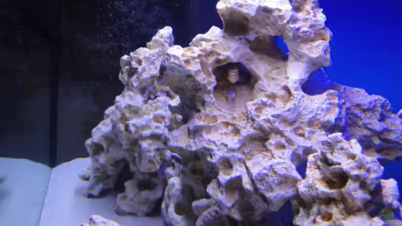 Dekoration im Aquarium Becken 16352 von Bruno Wieser (6)