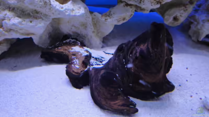 Dekoration im Aquarium Becken 16352 von Bruno Wieser (7)