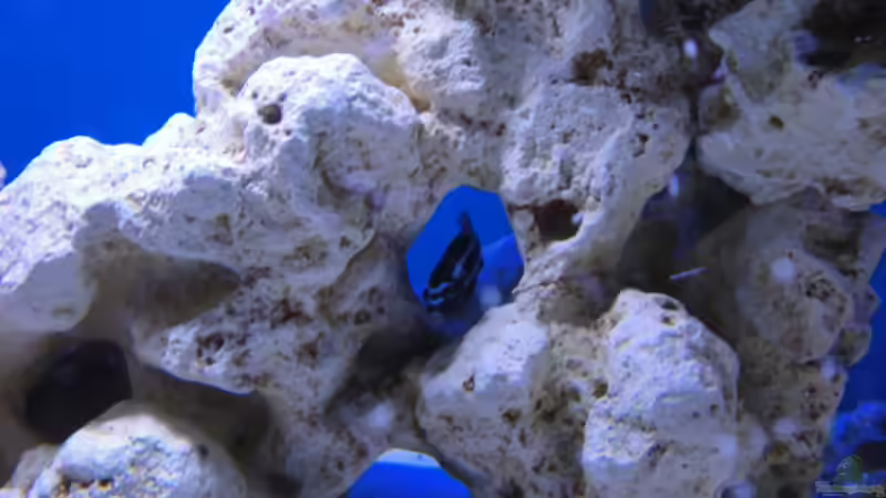 Dekoration im Aquarium Becken 16352 von Bruno Wieser (8)