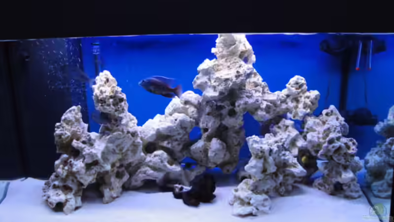 Dekoration im Aquarium Becken 16352 von Bruno Wieser (9)