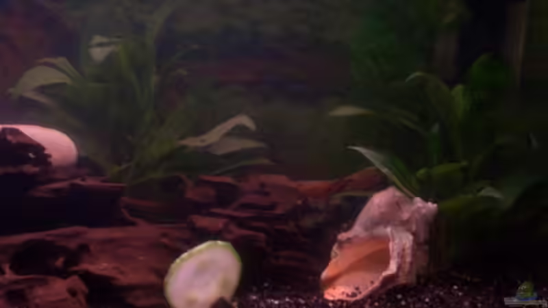 Dekoration im Aquarium Becken 1636 von Manuela Schmidt & Marc Weise (7)