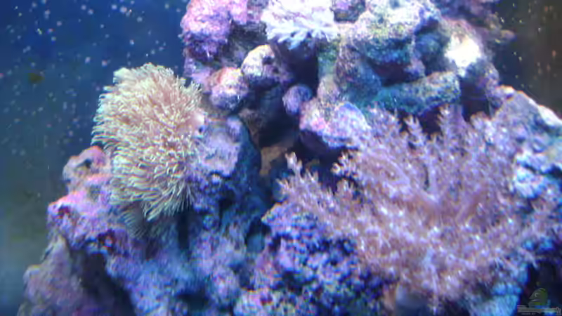 Dekoration im Aquarium Becken 16420 von Daniel Winkler (10)