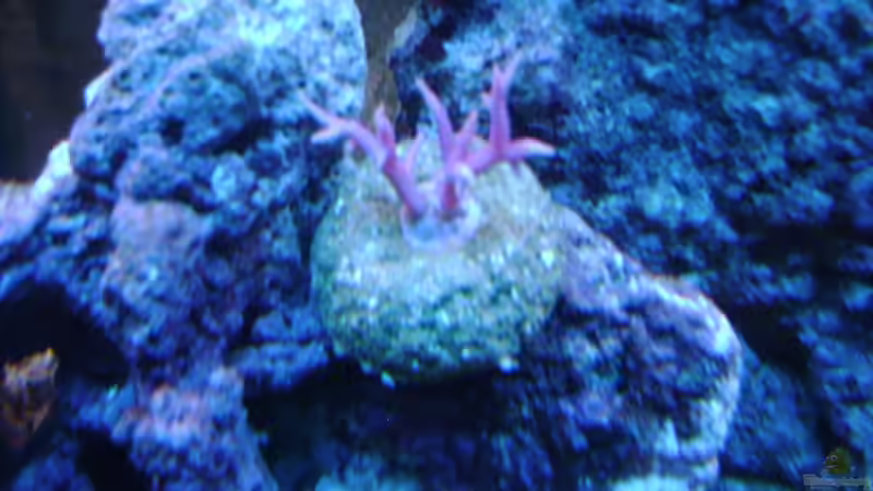 Dekoration im Aquarium Becken 16420 von Daniel Winkler (11)