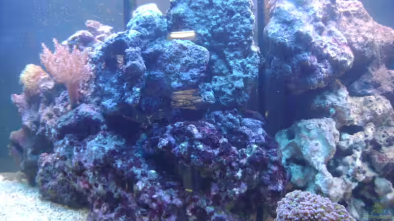 Dekoration im Aquarium Becken 16420 von Daniel Winkler (12)