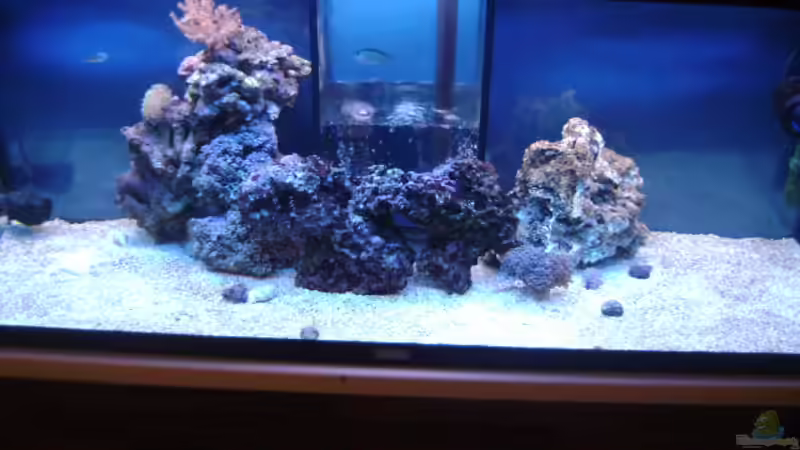 Dekoration im Aquarium Becken 16420 von Daniel Winkler (13)