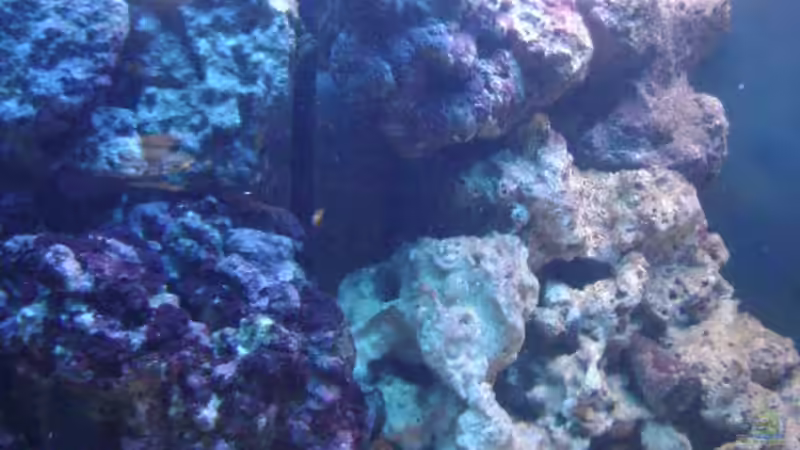 Dekoration im Aquarium Becken 16420 von Daniel Winkler (14)