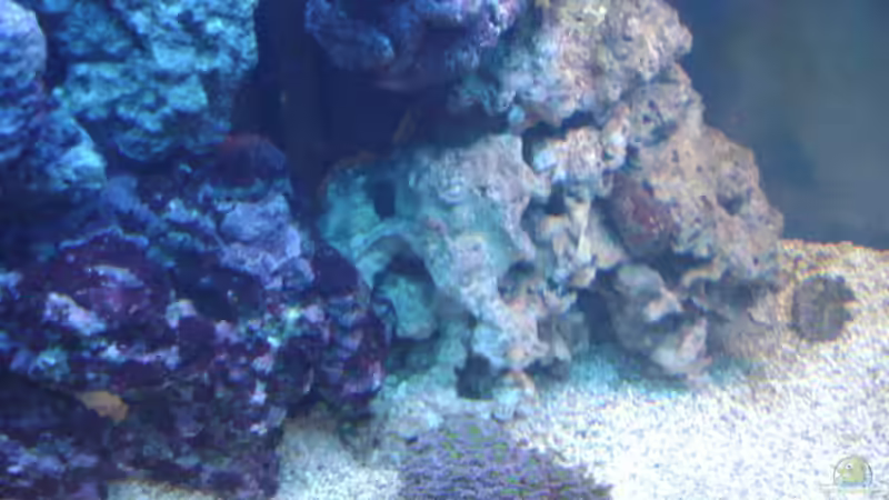 Dekoration im Aquarium Becken 16420 von Daniel Winkler (15)