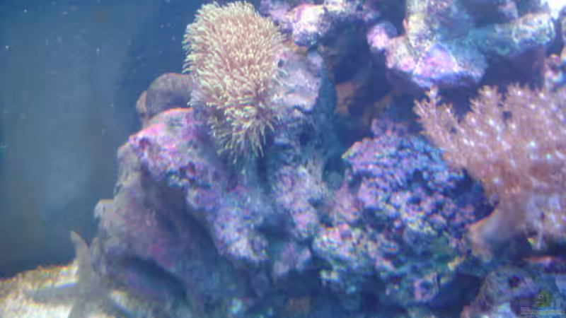 Dekoration im Aquarium Becken 16420 von Daniel Winkler (16)