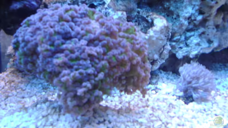 Dekoration im Aquarium Becken 16420 von Daniel Winkler (17)